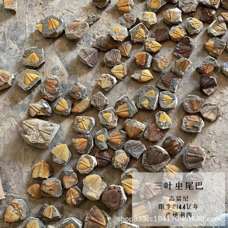 Natural Silurian Paleontological Trilobite Tail Fossil Specimen Raw Stone Kidsren's Popular Science Collection Gift Ornaments