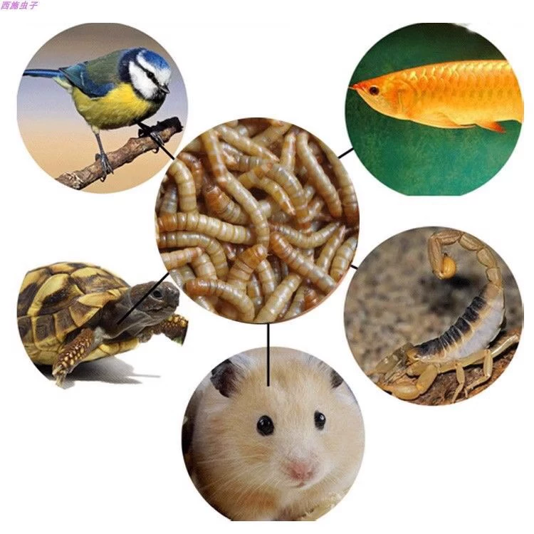 Хлебные черви Они ?