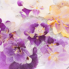 �����m  ֲ��˱��ɻ�����diy���ϰ����z�����֙C���NĘ���滨