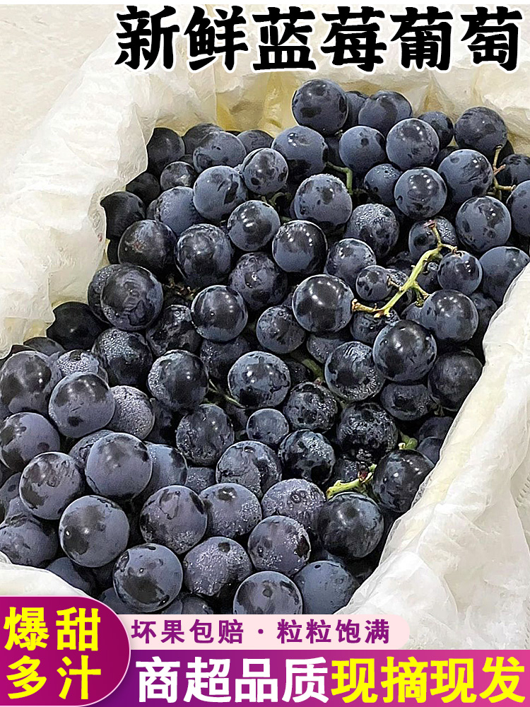 新鲜蓝莓葡萄果5斤新鲜应季水果现摘香甜无籽黑提子孕妇整箱