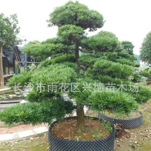 基地批发原生罗汉松造型10-20-30-40公分罗汉松树 常绿乔木