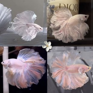 Thai fighting fish small ornamental fish wedding fish tropical freshwater fish live well aquatic small pet net red live fish