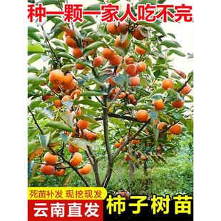 ���ֱ�l���Ә����ͥԺ�������������ϱ����Nֲ���Ի����Ә���
