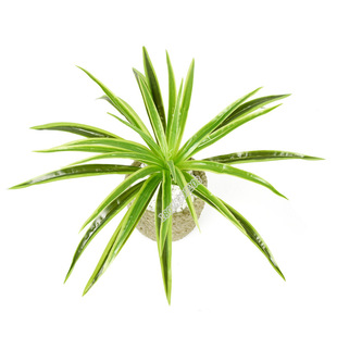 ����Gֲ50�~���m�݆�֧�m����ֲ�����҃��b����ϲ����l