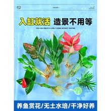 水培植物室内好养绿植鱼缸水草和鱼共养绿萝富贵竹铜钱草造景专用