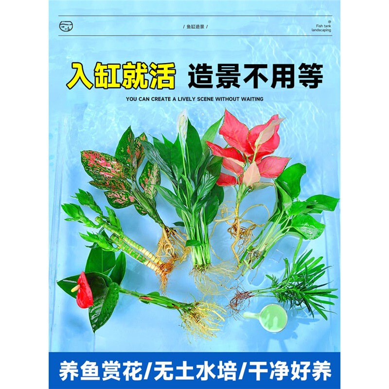 Indoor Hydroponic Plants Are Easy to Grow, Green Plants, Fish Tanks, Water Plants and Fish, and Are Specially Designed for Growing Green Radishes, Lucky Bamboo and Copper Coins Indoor Hydroponic Plants Are Easy to Grow, Green Plants, Fish Tanks, Water Plants and Fish, and Are Specially Designed for Growing Green Radishes, Lucky Bamboo and Copper Coins