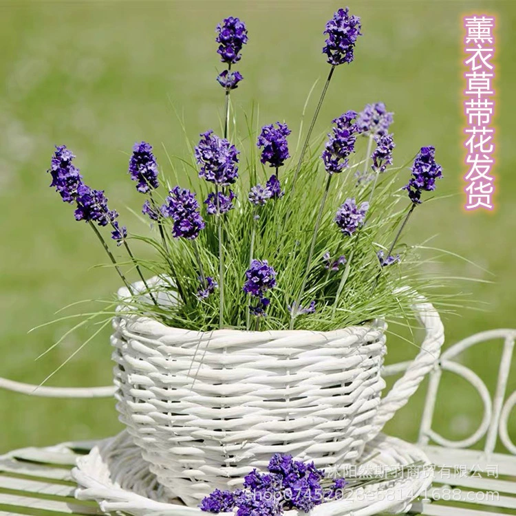 Рассада цветов лаванды в горшках свежий воздух средство от комаров цветы для спальни двор балкон горшечные растения ароматные
