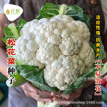 �s����Ҭ�˷N���＾���|������˻��N�Ѵ��������r���߲˷N�ݴ�ȫ