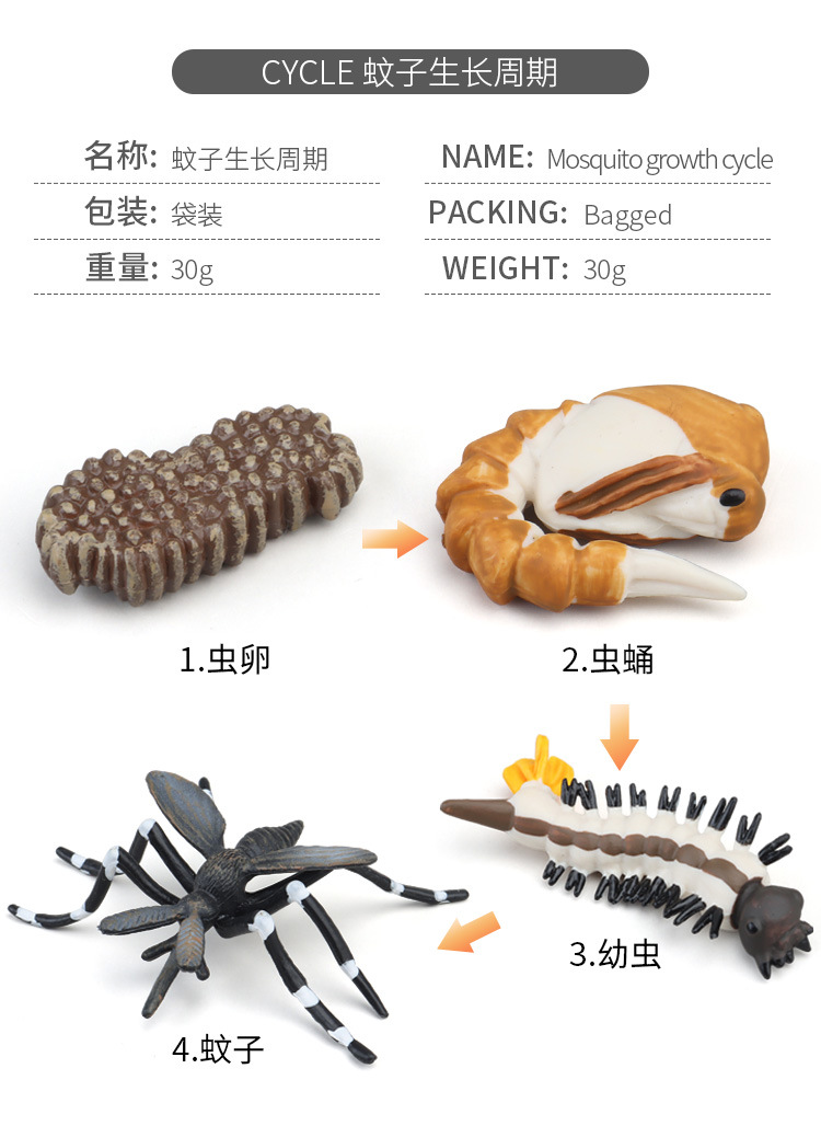 生长周期内页_10