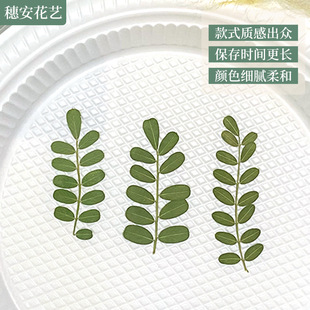 Batten flower dried flower embossed bitter thorn leaf plant teaching specimen dried flower diy material manual bookmark glue drop material package