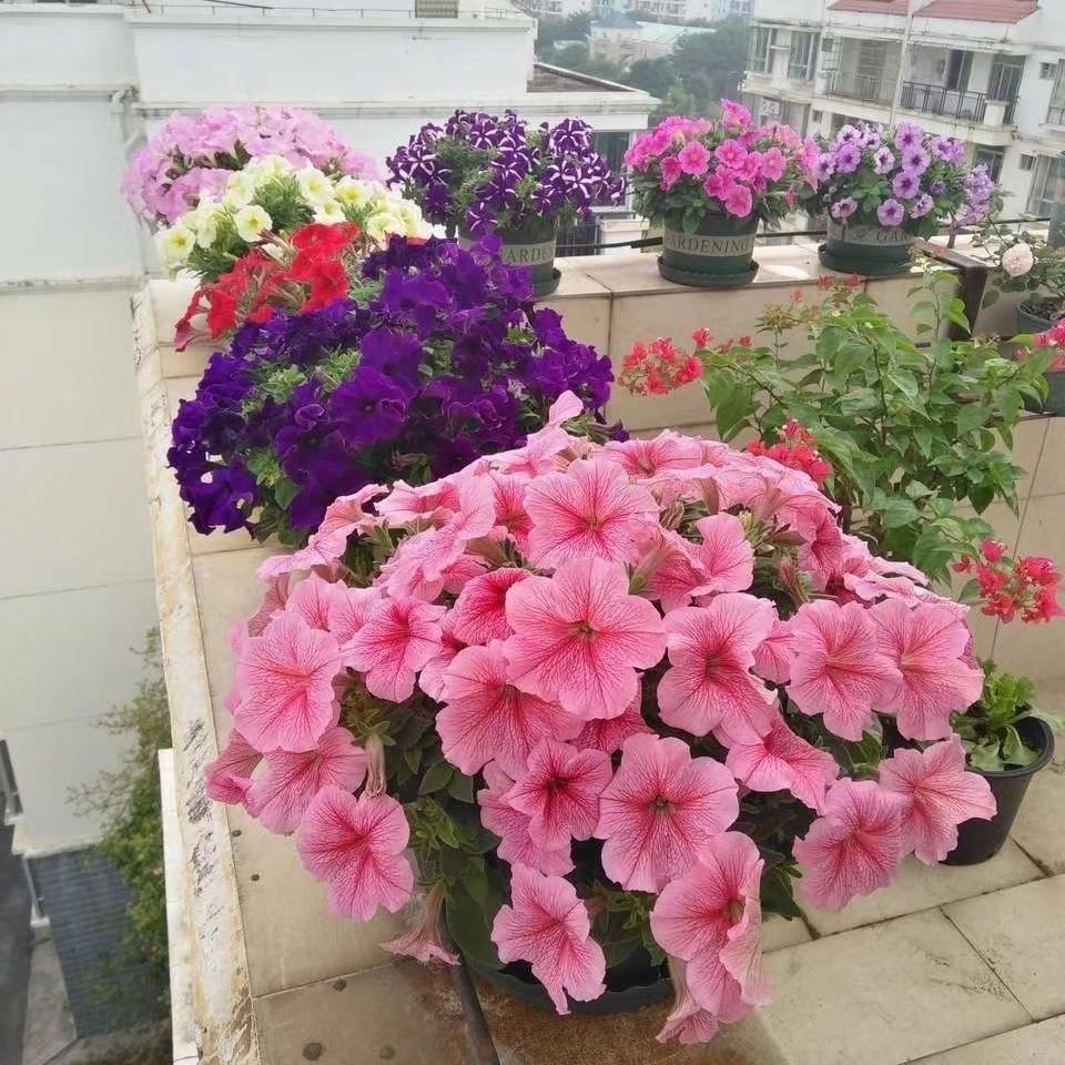 Venta al por mayor de semillas de flores y plantas eustoma malvarrosa peonía cobre dinero hierba margarita rosa sol peonía flor combinación de flores