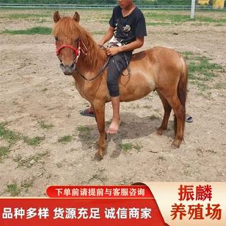 德保矮马 照相矮马 骑乘马 骑乘幼马 公园里的旅游骑乘马