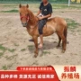 德保公园骑乘照相矮马