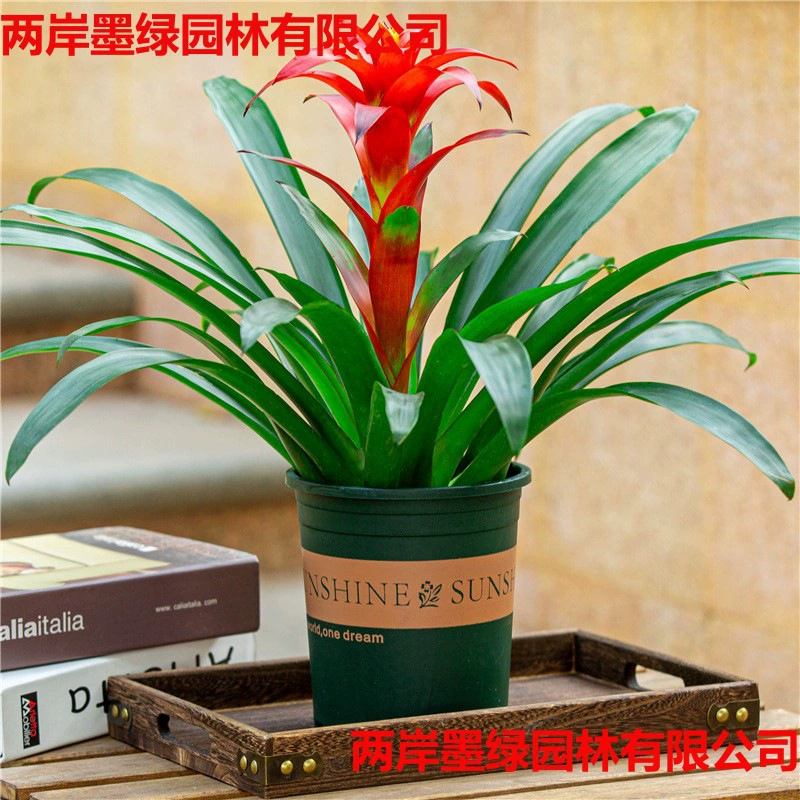 Удачные гидропонные горшечные растения для офиса, цветы красного сердца, большие, не требующие особого ухода антуриумы для балкона и гостиной.