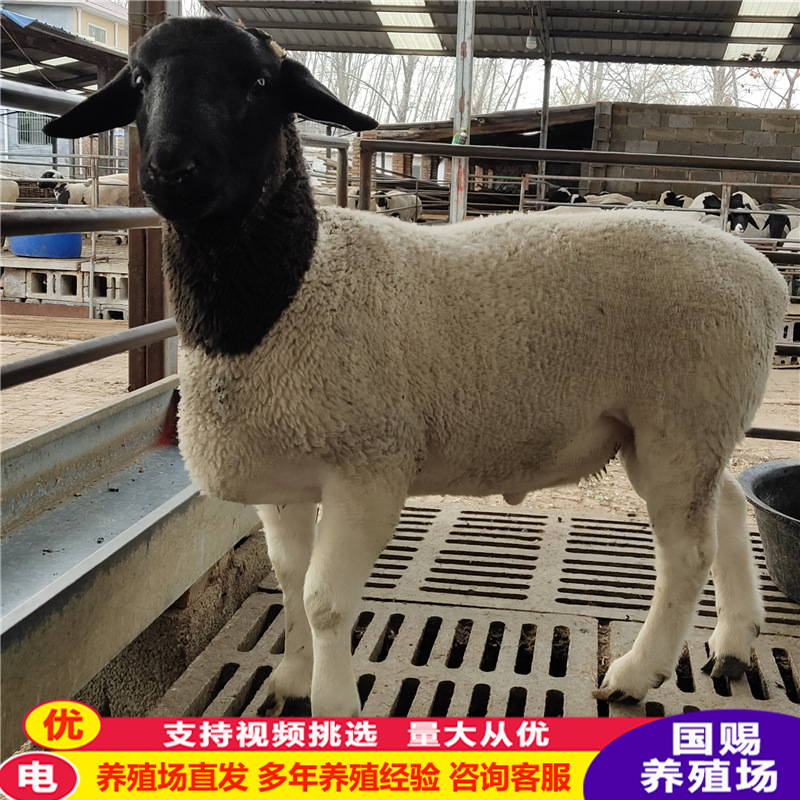 常年杜泊绵羊小羊羔 杜泊绵羊价格 养殖育肥杜泊绵羊肉羊