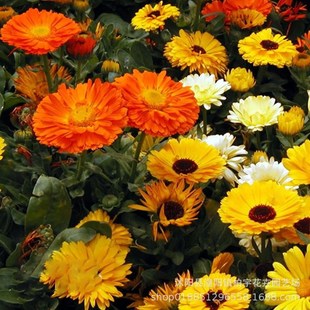 Calendula Seeds Are Easy-To-Live Flower Seeds for All Seasons, Balcony Potted Flower Seeds, Longevity Chrysanthemum Seeds, Courtyard Outdoor