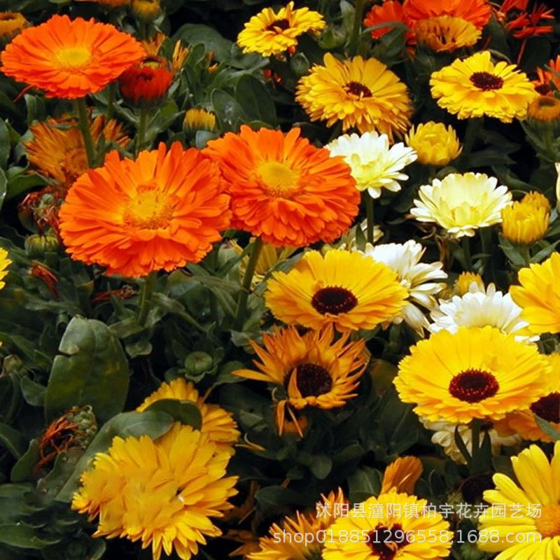 Семена календулы Four Seasons легко жить цветочные семена балкон горшечные Семена цветов семена хризантемы долголетие двор Открытый