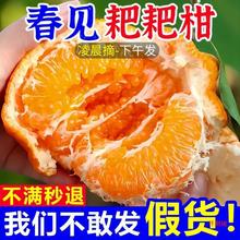 四川春见耙耙柑粑粑柑脆甜新鲜水果当季现采应季丑桔橘子薄皮批发