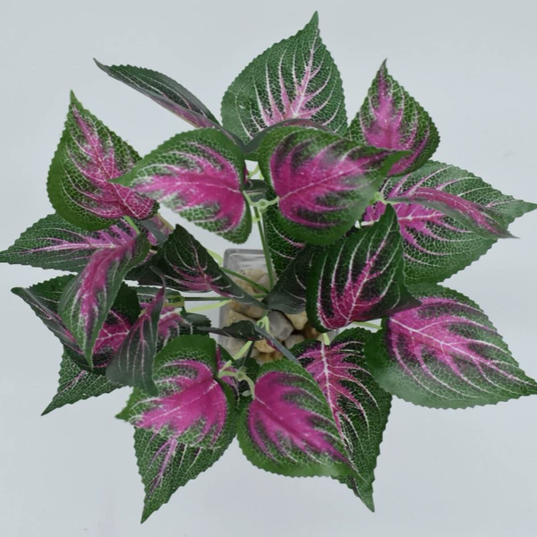 7 fork powder heart leaf