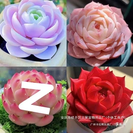 拼插类玩具;积木类;其他公仔