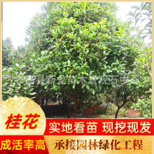 桂花盆栽 地栽桂花树 四季桂金桂丹桂丛生桂花苗嫁接桂花树苗批发