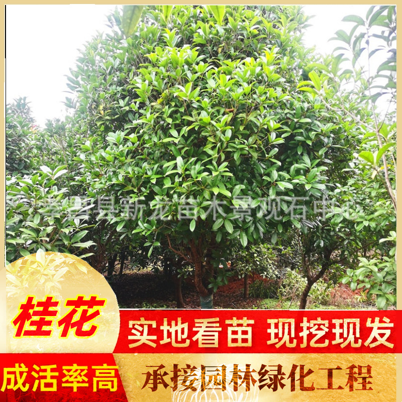 桂花盆栽 地栽桂花树 四季桂金桂丹桂丛生桂花苗嫁接桂花树苗批发