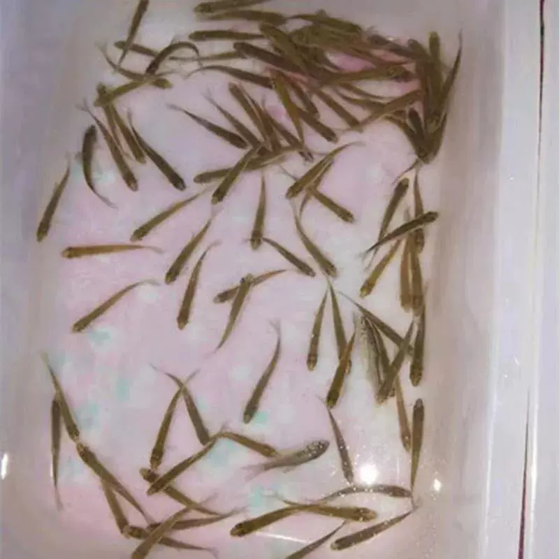 Живая рыба, наживка, пшеничные колоски, рыба, корм для мальков, аrowana (аравана), арбор, красноухая черепаха, открытый корм, пресноводные рыбы, смешанный набор