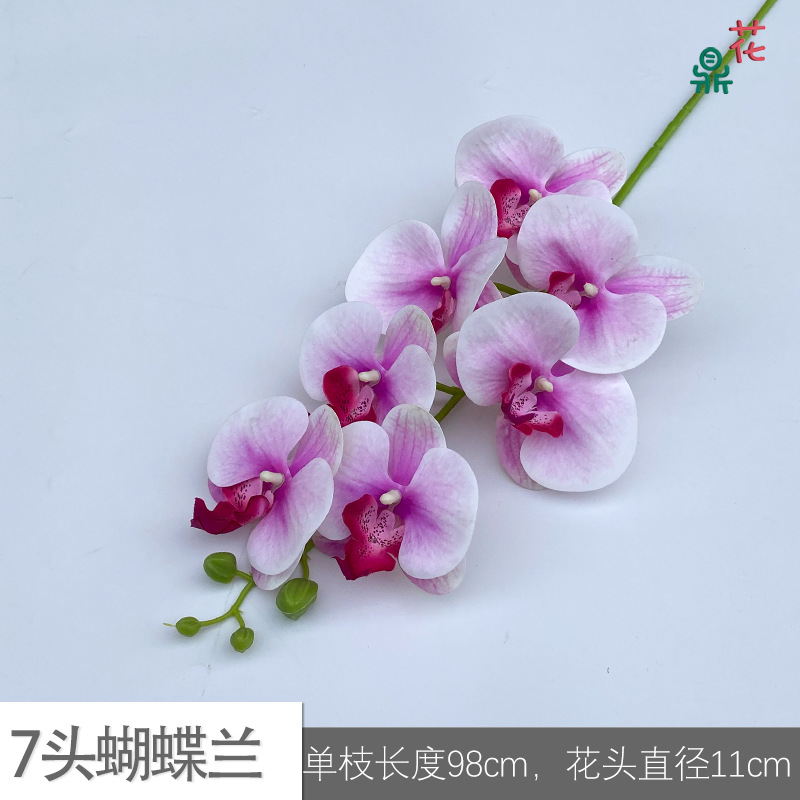 7 phalaenopsis GFG #45 백색 분말 그라디언트