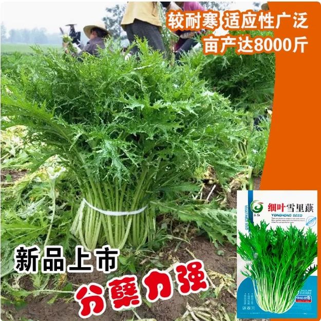 Девятиголовая птица, мелколистная снежная редька, маринованные овощи, маринованные снежные овощи, семена снежной редьки Аньхой, семена овощей