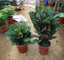 ��ȸ�����҃ȾGֲ�������Կ�ȸ����Ҿ�����С�����^�~ֲ����]