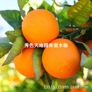�����������o���۽ۘ���̫�ս������������Ե��Լ޽ӽ��ӹ������