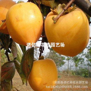 �o���u�����Ә����ϱ����޽�С����ܛ��������ͥԺ���Ԯ���Y��