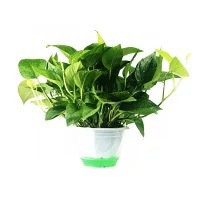 180白盆綠蘿一盆帶吸水盆