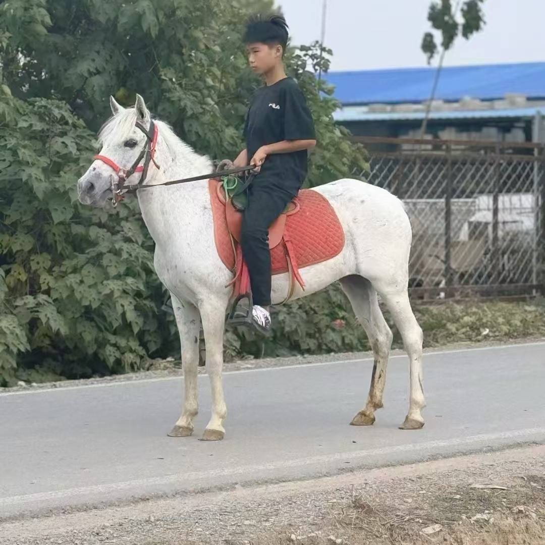 How Much is Debao矮马 Pony Cost Scenic Viewing矮马 Reception矮马 Children's Riding矮马 Supply