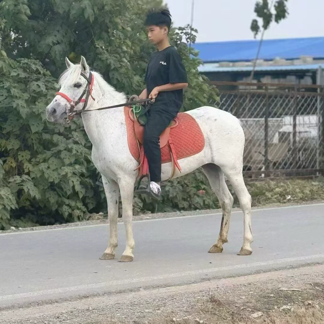 Сколько стоит поездка на дебао-горбатом? Красивый горбатый конь для развлечения гостей. Поставка детских лошадок для верховой езды.