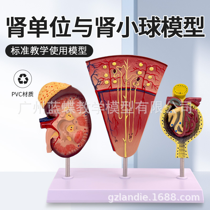 ��������ģ�� ��Ȼ�������ʸ������� 3���Ŵ��� ����������������