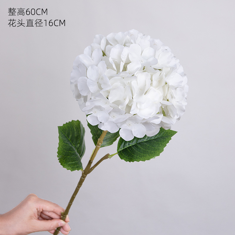 아이샤 수국 * 화이트