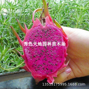 Jindu No. 1 Red Flesh Dragon Fruit Seedlings, Large Potted Balcony Indoor Fruit Saplings for All Year Round Planting in the North and South