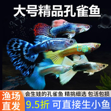 孔雀鱼热带纯种观赏鱼小型淡水冷水好养耐活精品胎生凤尾小鱼