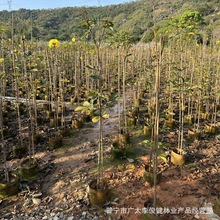 �������l�����S���L�ľ����1-5���ֶ໨�S���L�ľ�G���V�|����