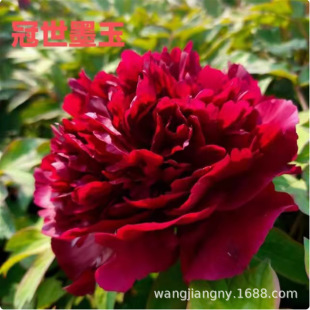 ���ĵ�����绨��ֲ���҃Ȼ��׻���B����ͥԺĵ�������Ʒ�N�x��