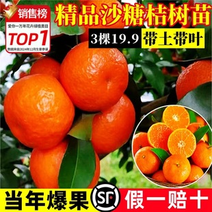 ɳ�ǽ��Ә��玧���������ڏV��ɰ���ٹ������o�������ϱ����Nֲ