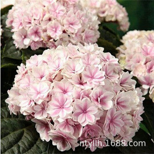 Four-Season Cold-Resistant Garden Plants, Eight Immortals Hydrangea Seedlings, Balcony Potted Ground Green Plants, Endless Summer Hydrangea Seedlings