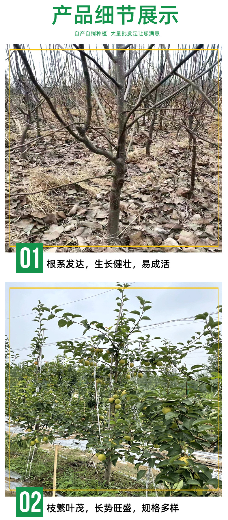 梨树苗_02.jpg