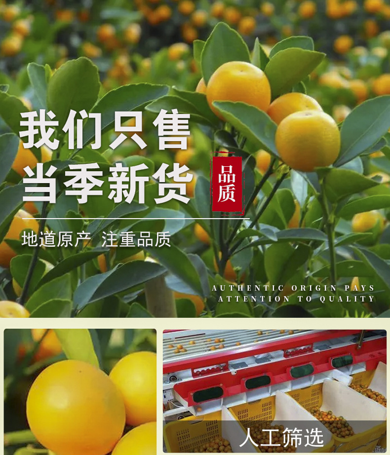 Freeze-Dried Kumquat Slices (Fortunella margarita) — Cold-Brew Fruit Tea, 500g Bulk specifications
