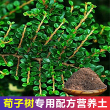 荀子树专用土荀子树土盆栽盆景营养土酸性沙质土壤绿植种植土肥料