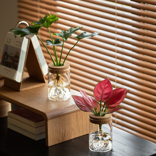 hydroponic plants turtle-backed bamboo bird of paradise indoor tabletop potted plants for lazy people to keep clean air office green plants