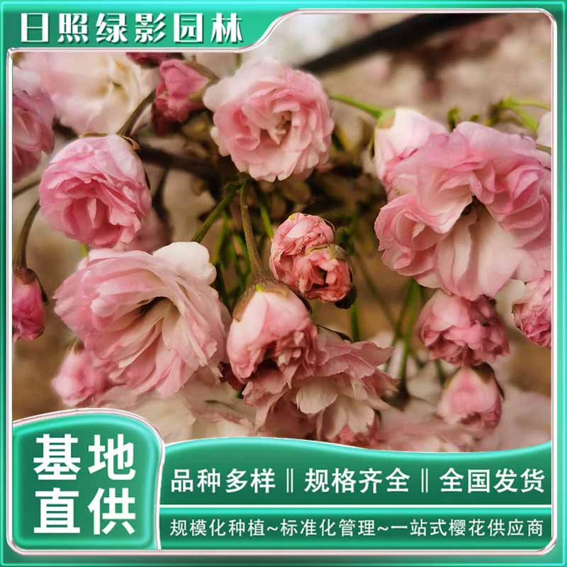 14cm Цены на рынке рассады Songyue Sakura Где купить Sakura Songyue Sakura происхождение