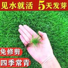 耐寒耐旱草坪种子四季青免修剪绿化草皮草籽庭院别墅护坡草种子