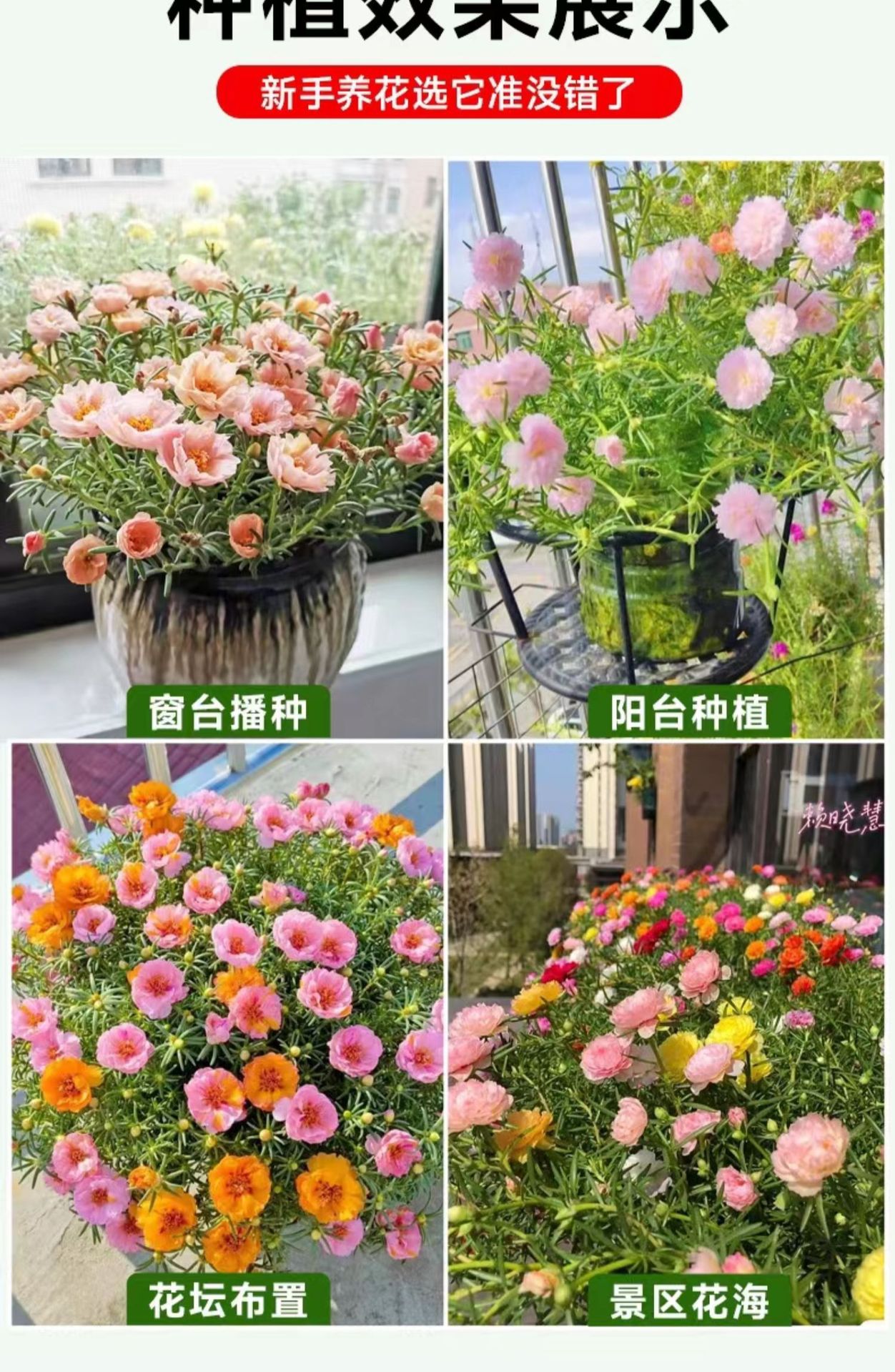重瓣太阳花盆栽苗大花带根带花苞四季开花植物室内室外好养-阿里巴巴